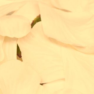 Rose Petals in Acetate Box Cream - 164pcs