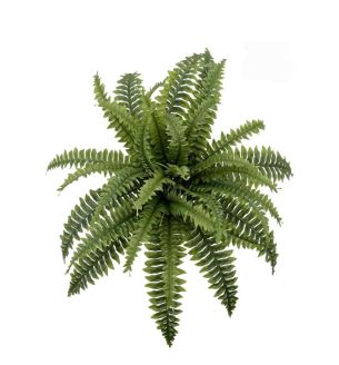 18inch-boston-fern-18-leaves