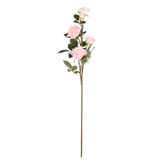 Large Diana Rose Soft Pink x 5