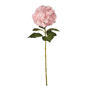 large-head-hydrangea-light-pink
