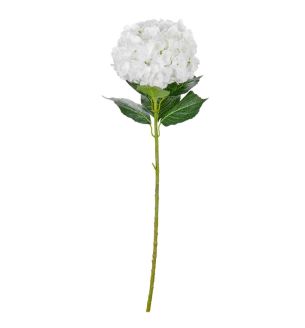 large-head-hydrangea-white