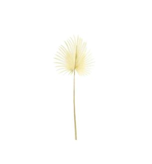 palm-leaf-dry-looked-bleached