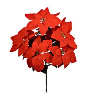 poinsettia-bush-red.jpg